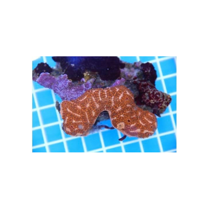 Brotyllus sp. - Tiger Sponge