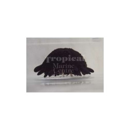 Colobocentrotus spp. - Armadillo Urchin