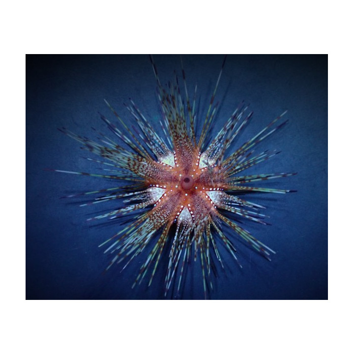 Asteropyga radiata - Blue Spot Urchin