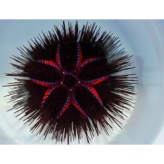 Asteropyga radiata - Blue Spot Urchin