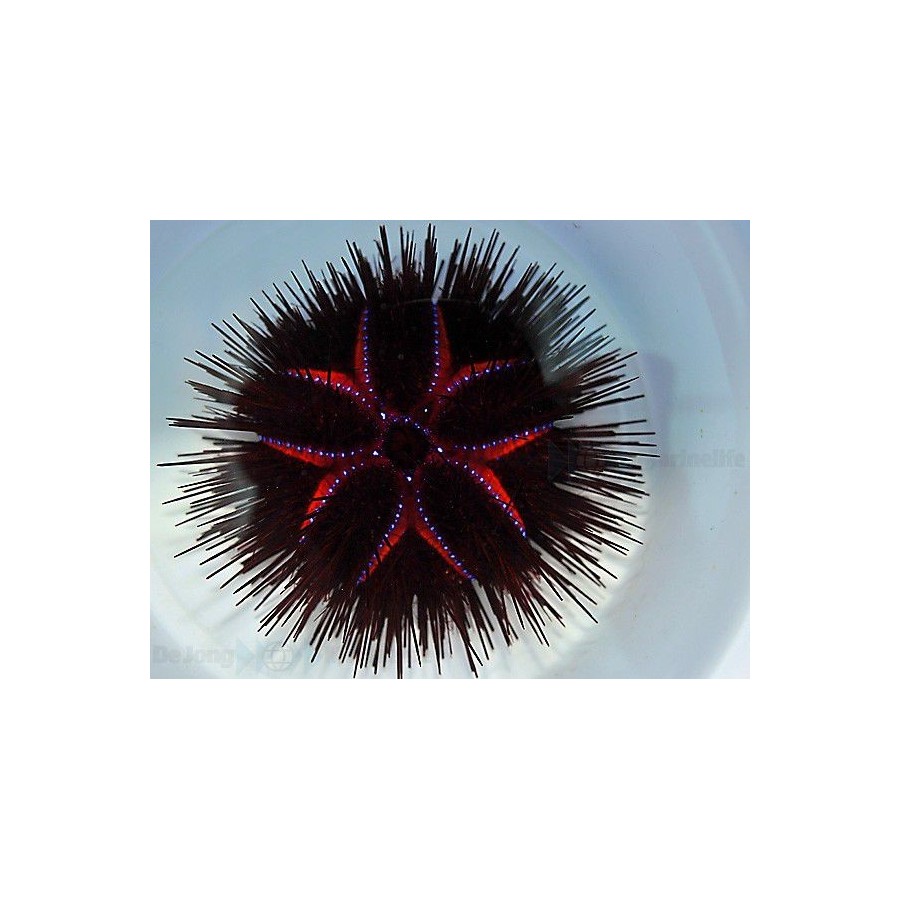 Asteropyga radiata - Blue Spot Urchin