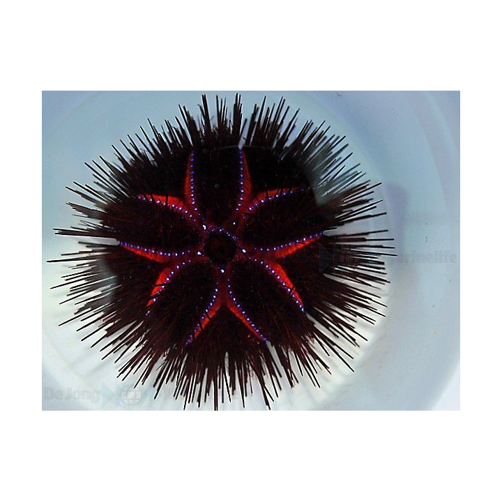 Asteropyga radiata - Blue Spot Urchin