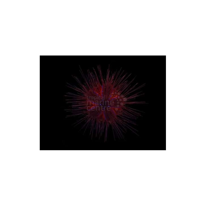 Asteropyga radiata - Blue Spot Urchin