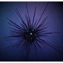 Diadema setosum - Long Spine Urchin