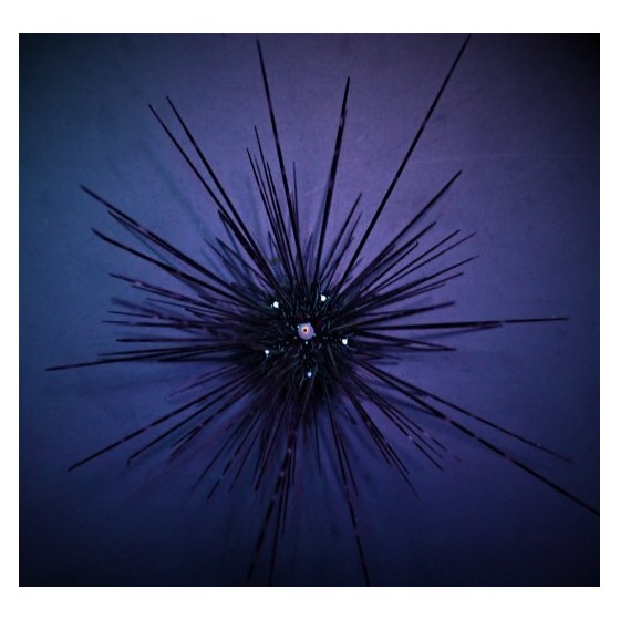 Diadema setosum - Long Spine Urchin