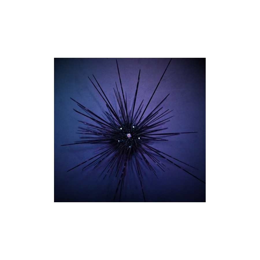 Diadema setosum - Long Spine Urchin