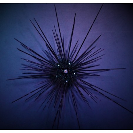 Diadema setosum - Long Spine Urchin