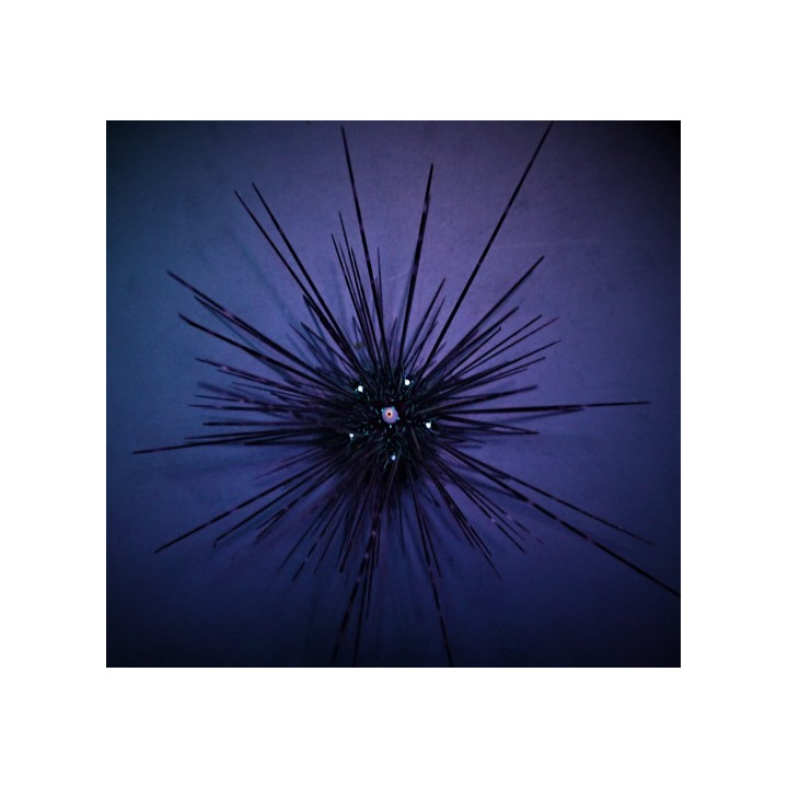 Diadema setosum - Long Spine Urchin -