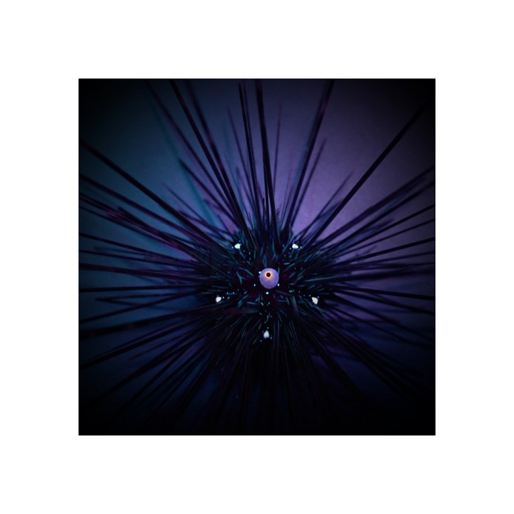 Diadema setosum - Long Spine Urchin -