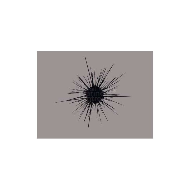 Diadema setosum - Long Spine Urchin -