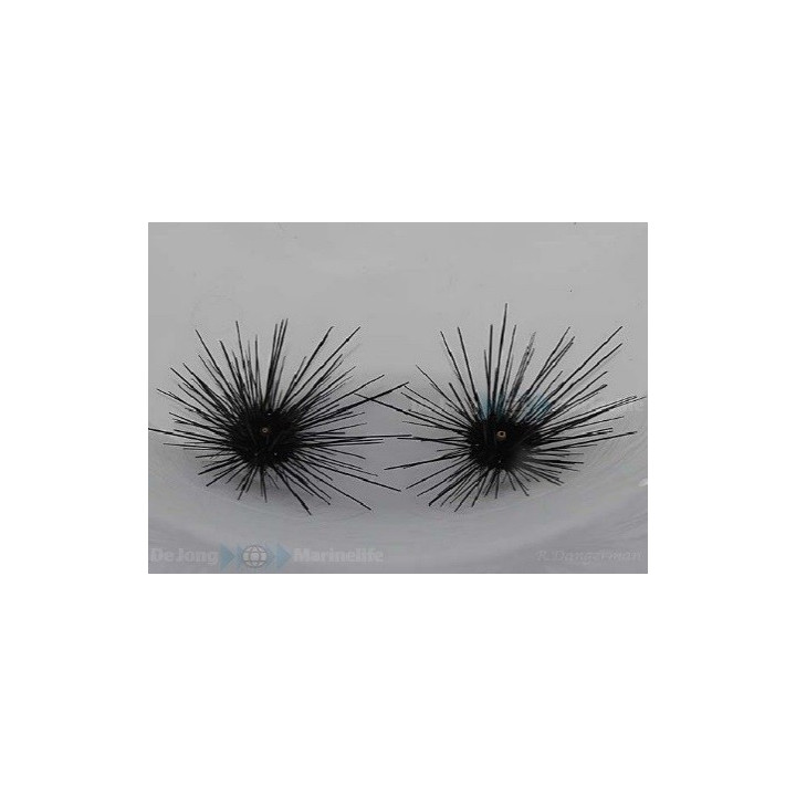 Diadema setosum - Long Spine Urchin -