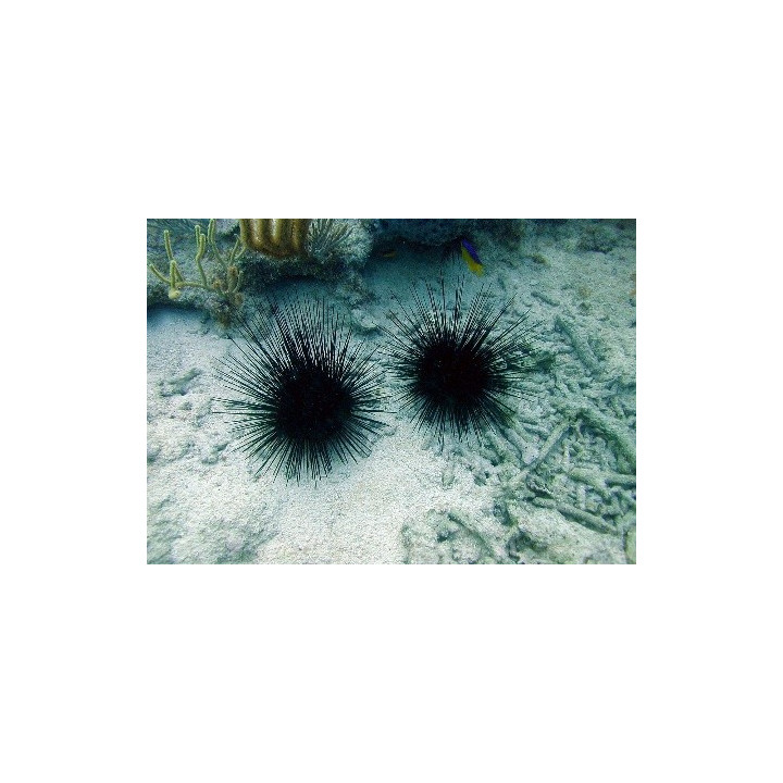 Diadema antillarum -