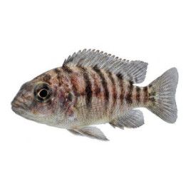 Malawi ciklidi aulonocara calico red neon -