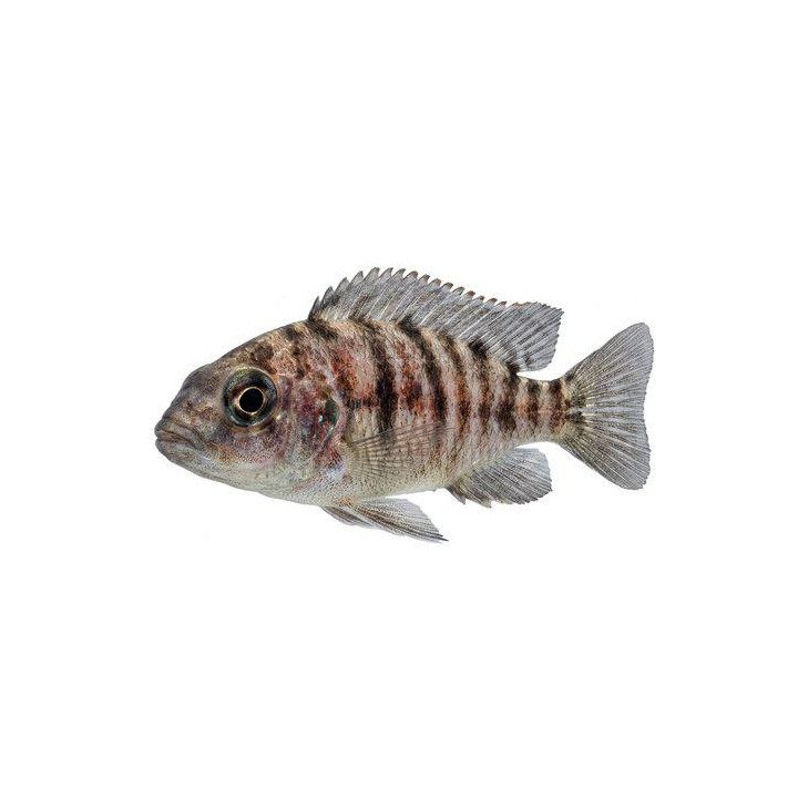 Aulonocara sp. calico red neon