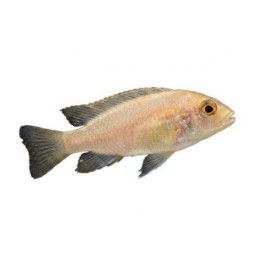 Malawi ciklidi aulonocara sp, red dragon/fire fish 4-6 cm -