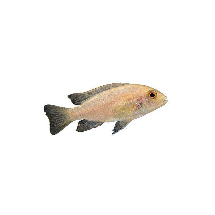 Malawi ciklidi aulonocara sp, red dragon/fire fish 4-6 cm -