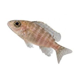 Malawi ciklidi aulonocara sp, turquoise 4-6 cm -