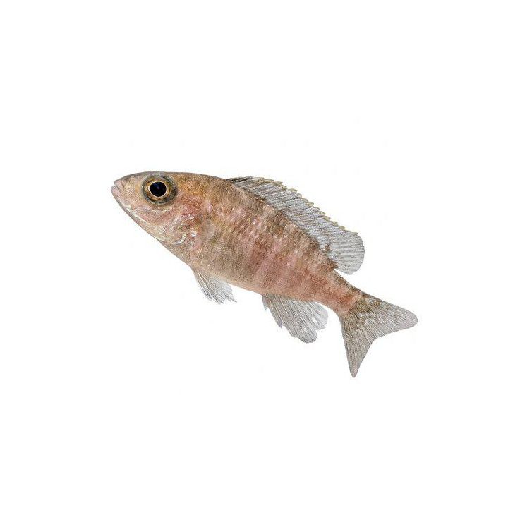 Malawi ciklidi aulonocara sp, turquoise 4-6 cm -