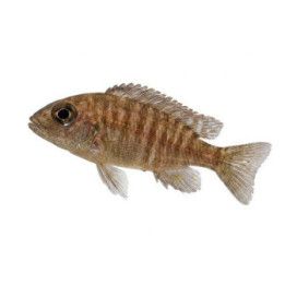 Malawi ciklidi aulonocara steveni usisya 4-6 cm -