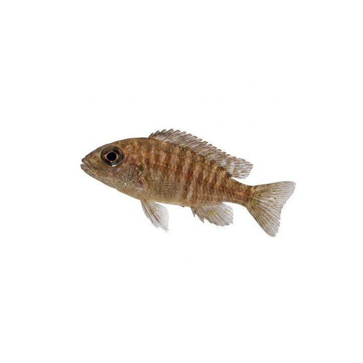 Malawi ciklidi aulonocara steveni usisya 4-6 cm -