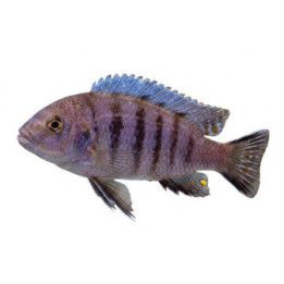 Cynotilapia sp. white top hara 4-6 cm