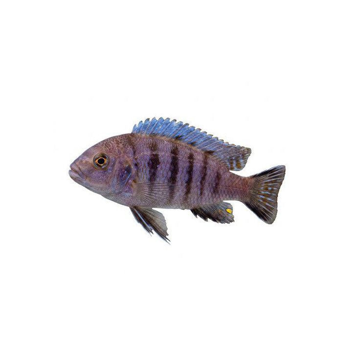 Malawi ciklidi white top hara 4-6 cm -