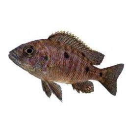 Haplochromis azureus Viktoria ciklidi azureus 6-8 cm