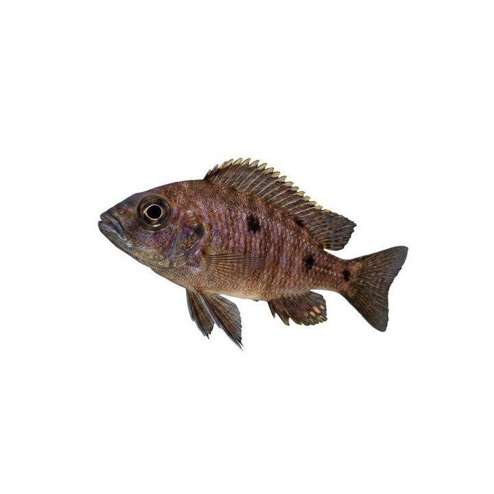 Haplochromis azureus Viktoria ciklidi azureus 6-8 cm