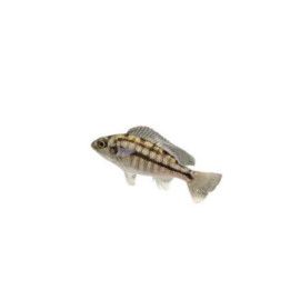 Malawi ciklidi boadzulu 4-6 cm -