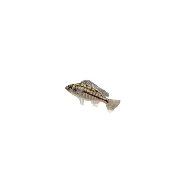 Malawi ciklidi boadzulu 4-6 cm -