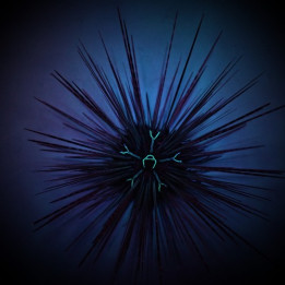 Diadema savignyi