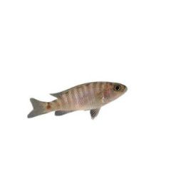 Malawi ciklidi fryeri iceberg 4-6 cm -