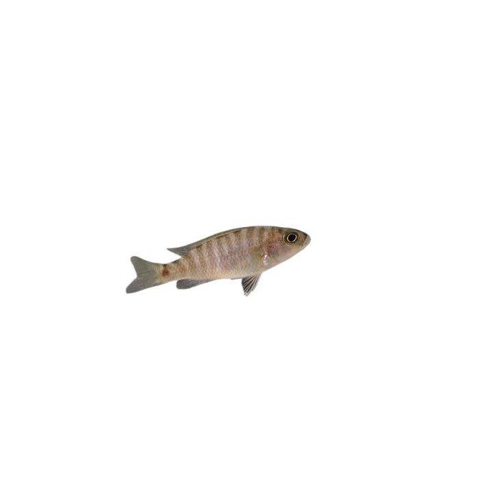 Malawi ciklidi fryeri iceberg 4-6 cm -