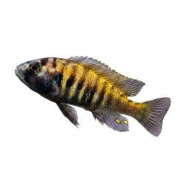 Haplochromis nyererei  Viktoria ciklidi nyereni python island 4-6 cm