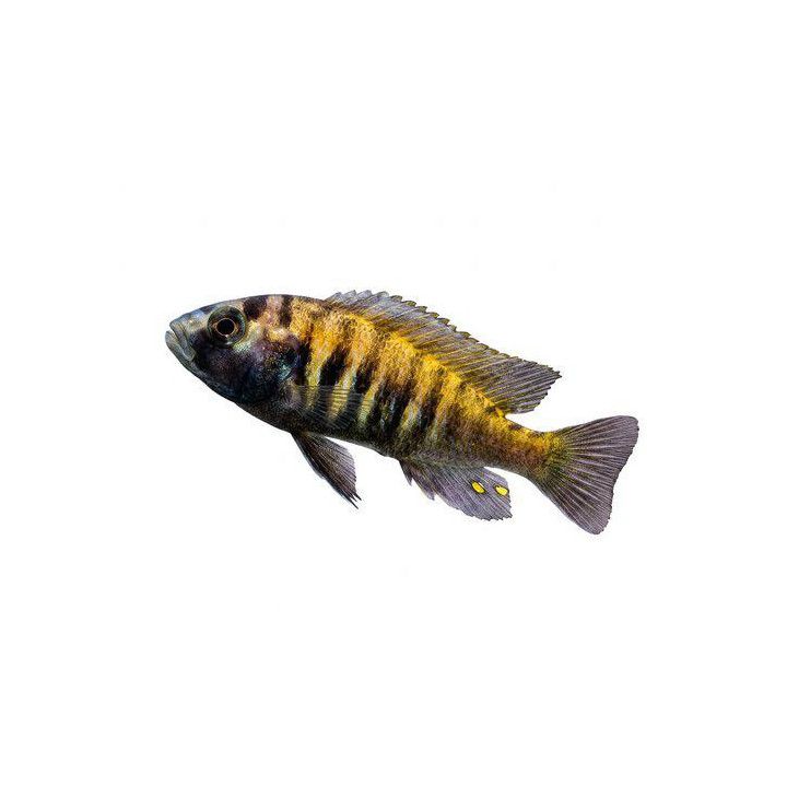 Viktoria Ciklid Nyereni Python Island 4-6CM Haplochromis nyererei