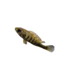 Viktoria Ciklid Nyereni Ruth Island 4-6CM Haplochromis nyererei