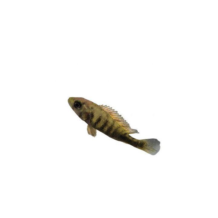 Haplochromis nyererei Viktoria ciklidi nyereni ruth island 4-6 cm