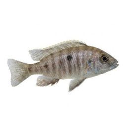 Haplochromis sp. Viktoria ciklidi sp, blue neon 4-6 cm