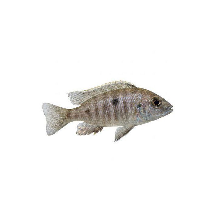 Viktoria Ciklid Sp. Blue Neon 4-6CM Haplochromis sp.