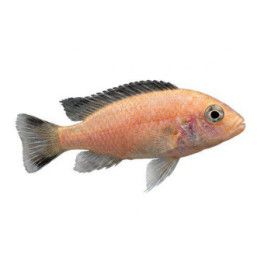 Aulonocara sp. fire ahli 4-6 cm