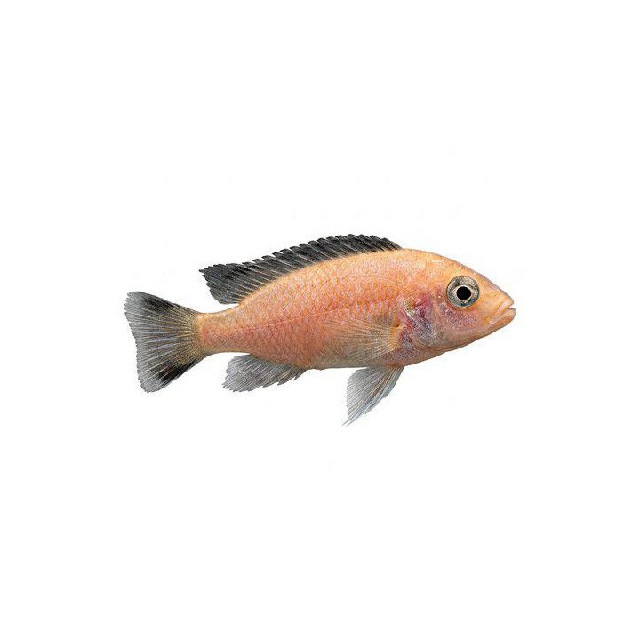 Aulonocara sp. fire ahli 4-6 cm