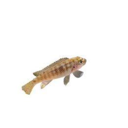 Malawi ciklidi trewavasae marmelade 4-6 cm -