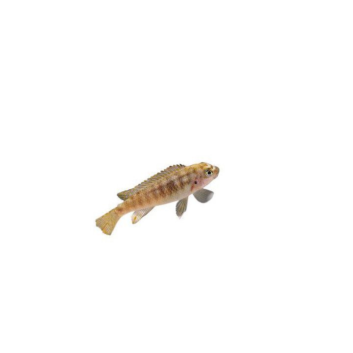 Malawi ciklidi trewavasae marmelade 4-6 cm -