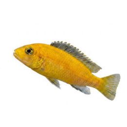 Labidochromis caeruleus golden yellow kakusa 4-6 cm