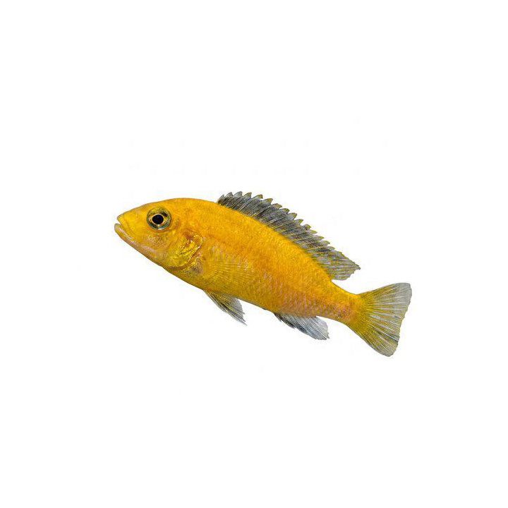 Labidochromis caeruleus golden yellow kakusa 4-6 cm