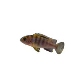 Labidochromis sp. hongi red top 4-6 cm