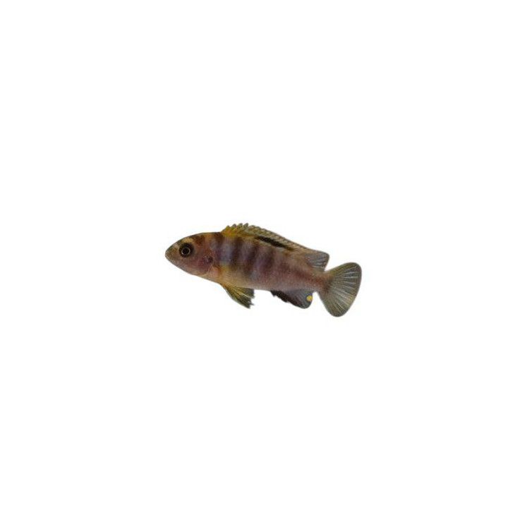 Labidochromis sp. hongi red top 4-6 cm