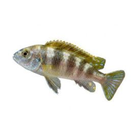 Labidochromis sp. perlmutt 4-6 cm