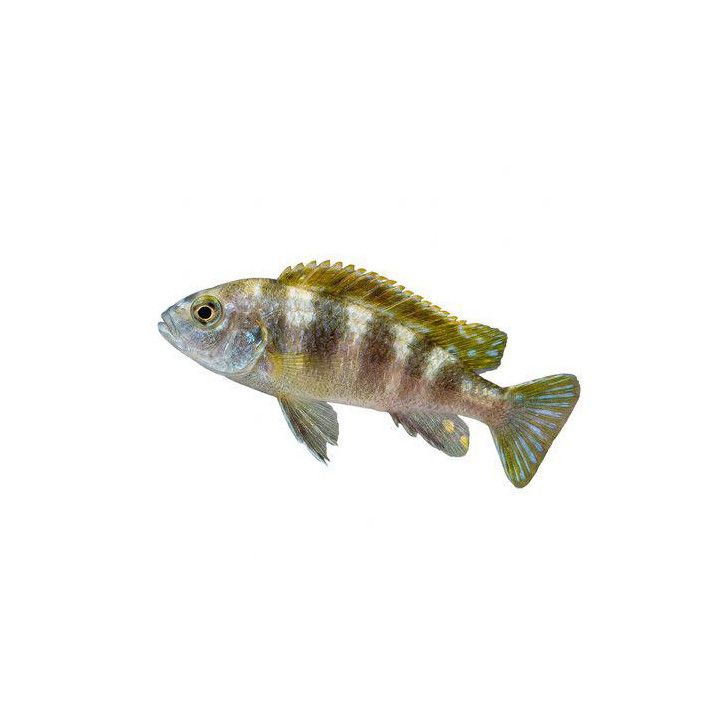 Labidochromis sp. perlmutt 4-6 cm