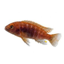 Melanochromis brevis 3-4 cm